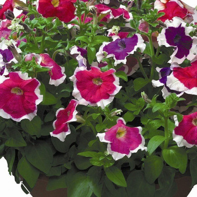 Paudha Petunia Ultra Star Seed(11 per packet)