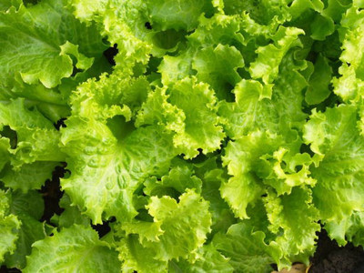 sporos LETTUCE Seed(25 per packet)