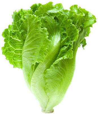 sporos LETTUCE Seed(25 per packet)