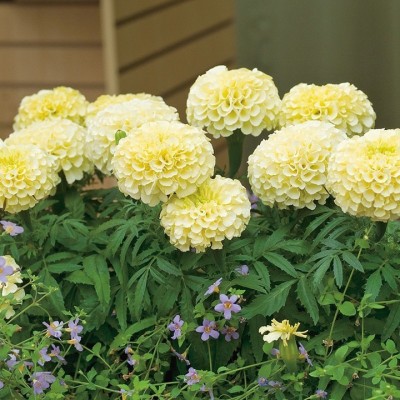 Audhav Marigold Inca White Flower Seeds F1 Hybrid Combo Seeds For All Season Seed(50 per packet)
