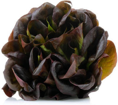 sporos RED LETTUCE Seed(25 per packet)
