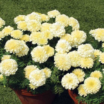 XOLDA Marigold White Seed(18 per packet)