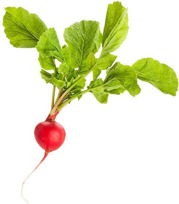 sporos RED ROUND RADISH Seed(20 per packet)