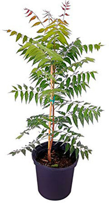 Elanthalir Neem Plant(Hybrid, Pack of 1)