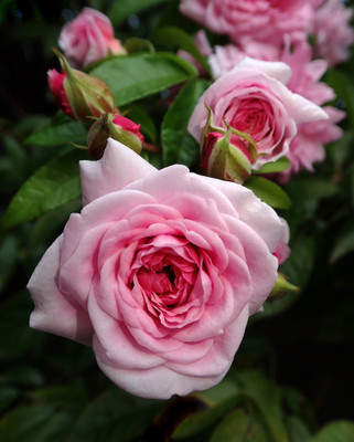 Jasoos Rose hybrid seeds Seed(20 per packet)