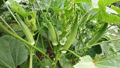 Paudha Lady Finger/Bhendi Seed(39 per packet)
