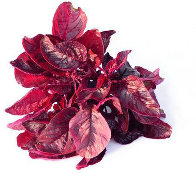 CYBEXIS AMARANTHUS RED SEEDS700 Seeds Seed(700 per packet)