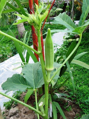 Seedsqlty okra seeds Seed(70 per packet)