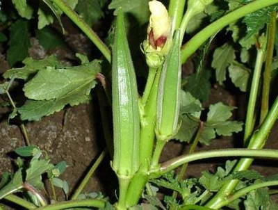 XOLDA Lady Finger/Bhendi Seed(24 per packet)