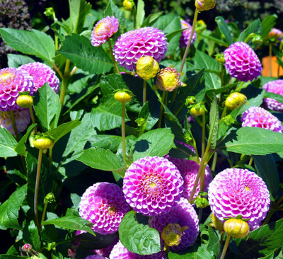 Foscos dahlia seeds hybrid Seed(100 per packet)
