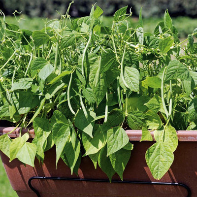XOLDA French Beans Imported Seed(10 per packet)