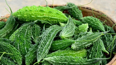 XOLDA BitterGourd/Karela Seed(29 per packet)