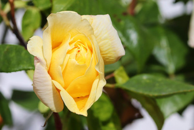 Jasoos Rose hybrid seeds Seed(20 per packet)