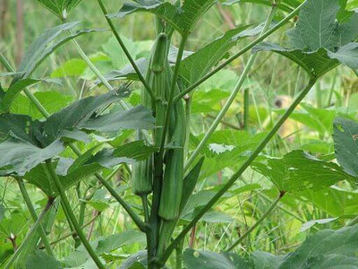Pearlo Ladies Finger/Bhendi F70 Seed(10 per packet)