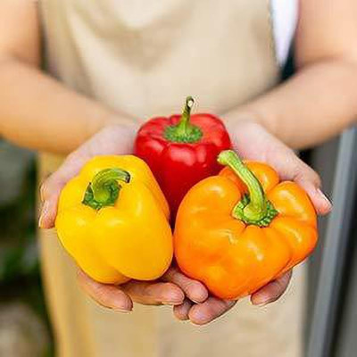 KANAYA Green Capsicum Seed(40 per packet)