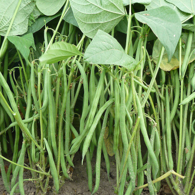 XOLDA French Beans Imported Seed(43 per packet)