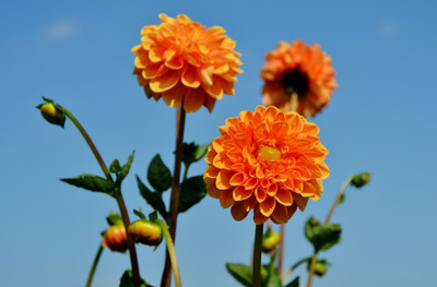 Jasoos dahlia seeds hybrid Seed(20 per packet)