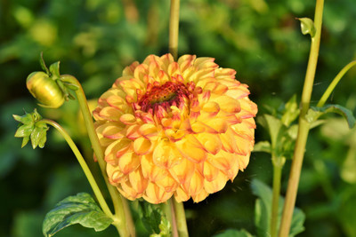Jasoos dahlia seeds hybrid Seed(20 per packet)