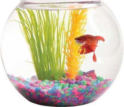 BILAL ANSARI 2 L Fish Bowl
