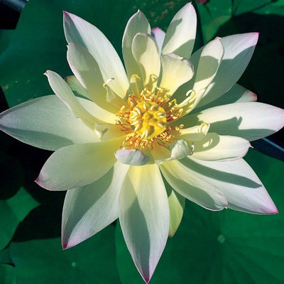 Sjeme Green Maiden Lotus Flower Seed Seed(6 per packet)