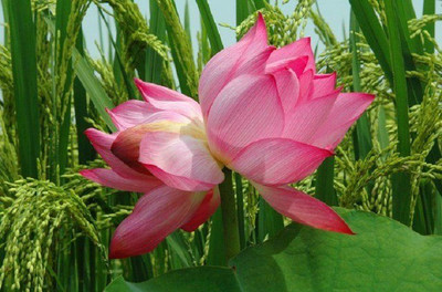 Sjeme Tinh De Lotus Flower Seed Seed(29 per packet)