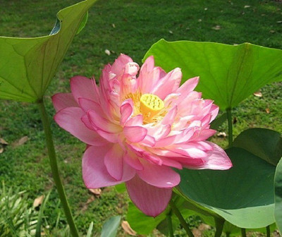 Sjeme Momo botan Lotus Flower Seed Seed(6 per packet)