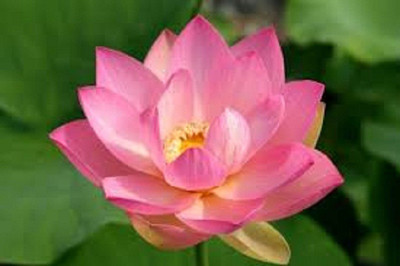 Sjeme Carolina Queen Lotus Flower Seed Seed(49 per packet)