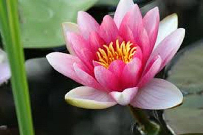 Sjeme Sacred Lotus Flower Seed Seed(10 per packet)