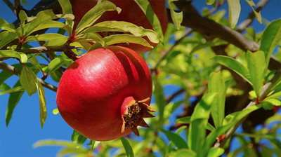 XOLDA Pomegranate Seed(20 per packet)