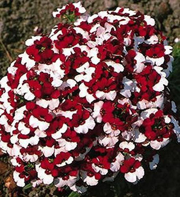 VibeX HUA-61-NEMESIA STRUMOSA RED WHITE Seed(5 per packet)