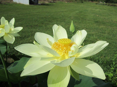 Sjeme Perry's Giant Sunburst Lotus Flower Seed Seed(49 per packet)