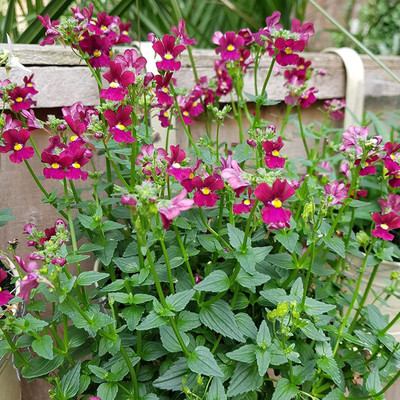 CYBEXIS Nemesia Poetry - Mixed Seed(1 g)
