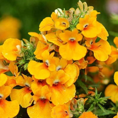 VibeX ICRA-33-Flower Seeds : Nemesia Hy Mixed Plant Garden Seeds Seed(5 per packet)