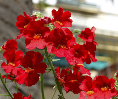 CYBEXIS Double Mixed Hybrid Nemesia Imported Flower Seeds Seed(50 per packet)