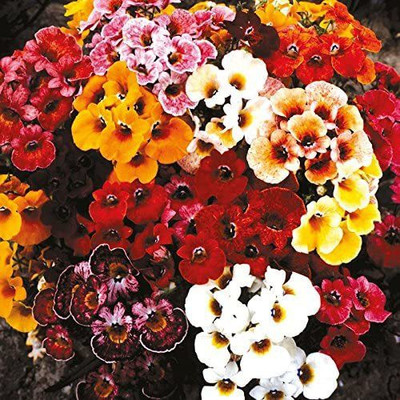 CYBEXIS Branded Nemesia Carnival Mixed Seed Seed(50 per packet)