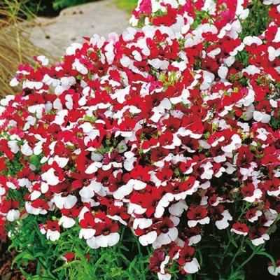 VibeX NEMESIA Seed(25 per packet)