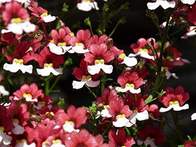 VibeX NBIR-72-Nemesia Strumosa Seeds - Two-Tone Red & White Flowers Seed(25 per packet)