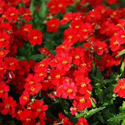 CYBEXIS Nemesia Strumosa Seeds Flower Seed(1 g)