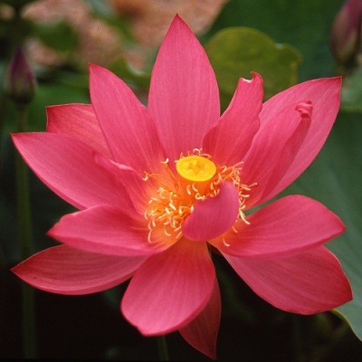 Sjeme Nelumbo Red Scarf Lotus Flower Seed Seed(12 per packet)