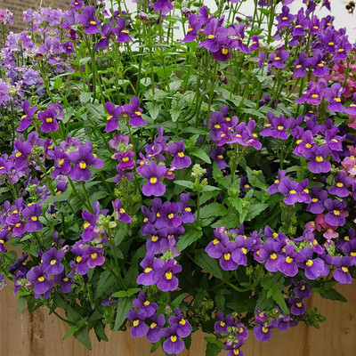 VibeX HUA-70-Nemesia Carnival Mixed Seeds Seed(15 per packet)