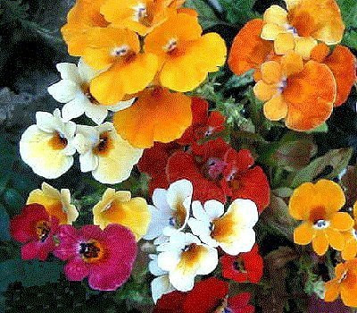 VibeX Nemesia Seed(75 per packet)