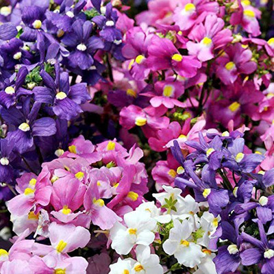 VibeX Nemesia Seed(200 per packet)