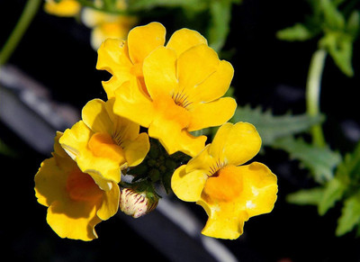 VibeX Nemesia Seed(25 per packet)