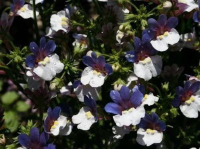 VibeX Nemesia Seed(25 per packet)
