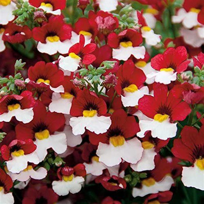 VibeX NEMESIA Seed(150 per packet)