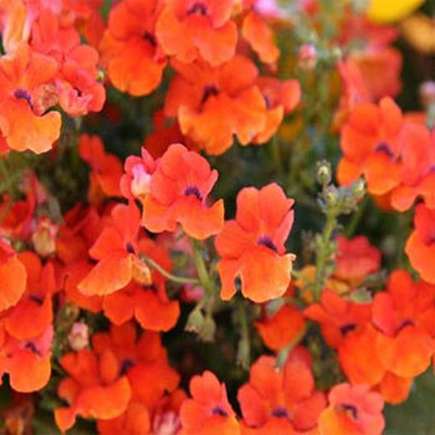 VibeX Nemesia Seed(250 per packet)