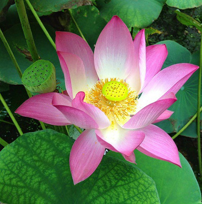 Sjeme Cheery Lotus Flower Seed Seed(6 per packet)