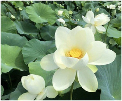 Sjeme Lotus of Golden Wheel Flower Seed Seed(6 per packet)