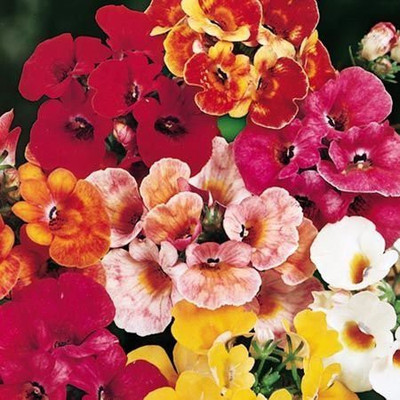 CYBEXIS Nemesia-Giant Carnivel Mixed Flower Seeds Seed(50 per packet)