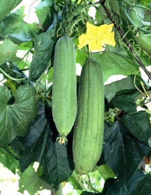 R-DRoz Sponge Gourd (Tori) Hybrid Seeds - Pack of 15 Seeds Hybrid Seed(15 per packet)
